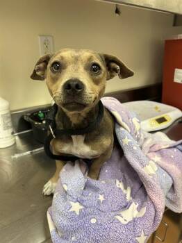 CAMILA -  Terrier Dog for Adoption in Martinez, California - CAMILA | PetCurious