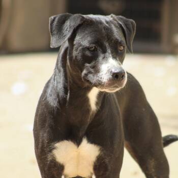 Onyx -  Labrador Retriever Dog for Adoption in Columbia, South Carolina - Onyx | PetCurious