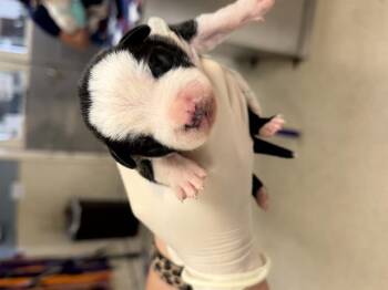 A1933362 -  Pit Bull Terrier and Mixed Breed Dog for Adoption in Riverside, California - A1933362 | PetCurious