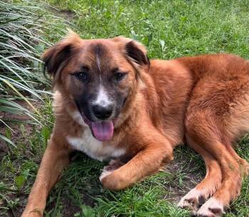 Spaniel and Golden Retriever Dogs Available for Adoption in Valley Park, Oklahoma - Freya | PetCurious