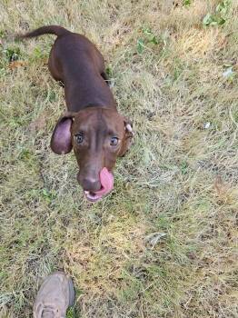 Ruben -  Dachshund Dog for Adoption in Wichita Falls, Texas - Ruben | PetCurious
