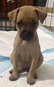 River -  Chihuahua Dog for Adoption in Penryn, California - River | PetCurious