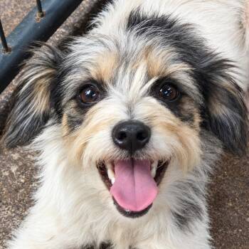 Sally -  Maltese and Mixed Breed Dog for Adoption in Tulsa, Oklahoma - Sally | PetCurious
