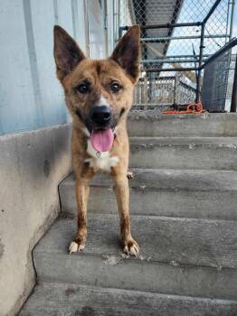 Rescue German Shepherd Dog Dogs for Adoption in Peru, Illinois - Lobo | PetCurious