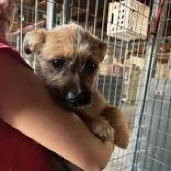 Mixed Breed Dogs Available for Adoption - Blinkin | PetCurious