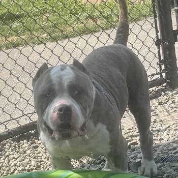 Ghost -  American Bully Dog for Adoption in Buffalo, New York - Ghost | PetCurious