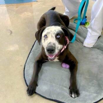 Celeste -  Catahoula Leopard Dog and Labrador Retriever Dog for Adoption in Alexander, Arkansas - Celeste | PetCurious