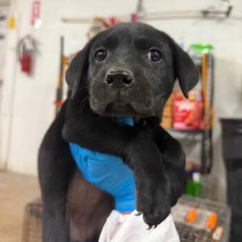 Pit Bull Terrier Dogs Available for Adoption - Toast | PetCurious