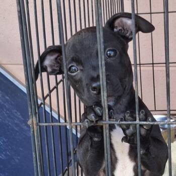 Shredder -  Pit Bull Terrier Dog for Adoption in Gautier, Mississippi - Shredder | PetCurious