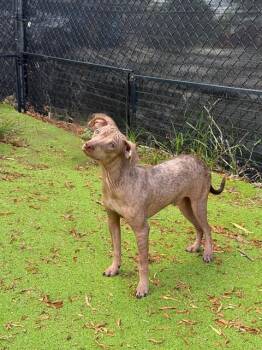 DOBEY -  Chihuahua Dog for Adoption in Sugar Land, Texas - DOBEY | PetCurious