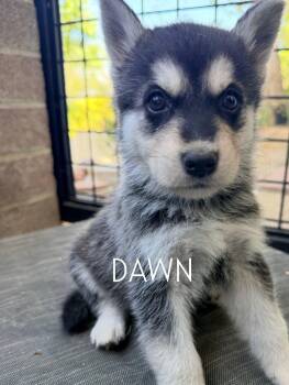 Coming soon... Dawn the adorable shepsky puppy -  Husky and German Shepherd Dog Dog for Adoption in Los Angeles, California - Coming Soon... Dawn The Adorable Shepsky Puppy | PetCurious