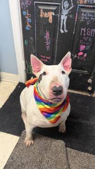 Petunia -  Bull Terrier Dog for Adoption - Petunia | PetCurious