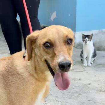 Tim (20260915-08) -  Mixed Breed Dog for Adoption in Niagara Falls, Ontario - Tim (20260915-08) | PetCurious