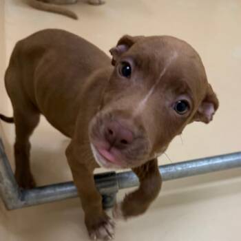 Willow -  Mixed Breed Dog for Adoption in Winston-salem, North Carolina - Willow | PetCurious