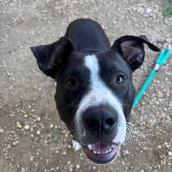 Louis Vuitton -  Mixed Breed Dog for Adoption in Philadelphia, Pennsylvania - Louis Vuitton | PetCurious