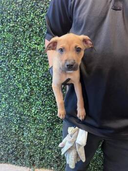 61425540 -  Mixed Breed Dog for Adoption in El Paso, Texas - 61425540 | PetCurious