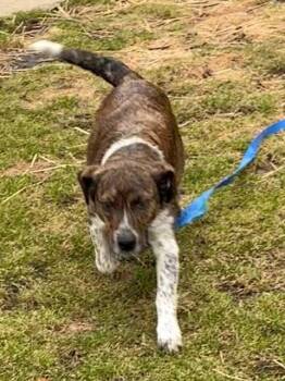 Plott Hound and Australian Shepherd Dogs Available for Adoption - Miss Daisy | PetCurious