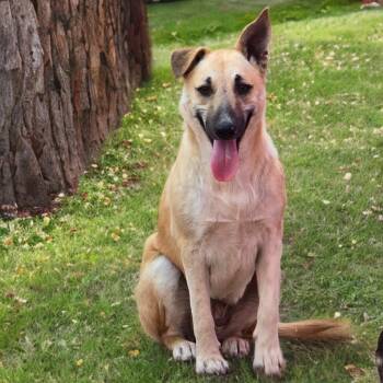 Shepherd Dogs Available for Adoption - Lola | PetCurious