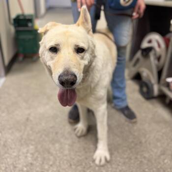 Rescue Mixed Breed Dogs for Adoption in Palm Springs, California - Bane | PetCurious