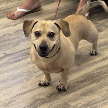 Lotty -  Dachshund Dog for Adoption in Sonora, California - Lotty | PetCurious