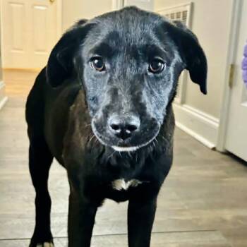 Black Labrador Retriever and Great Pyrenees Dogs Available for Adoption - Chatty Cathy | PetCurious