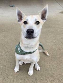 Colt -  Siberian Husky Dog for Adoption in Bucyrus, Ohio - Colt | PetCurious