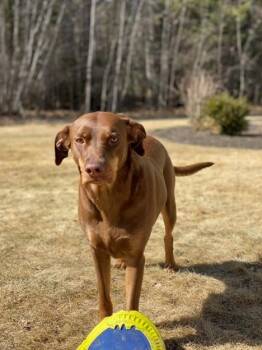 Nahla - ME -  Catahoula Leopard Dog Dog for Adoption in Warren, Maine - Nahla - ME | PetCurious