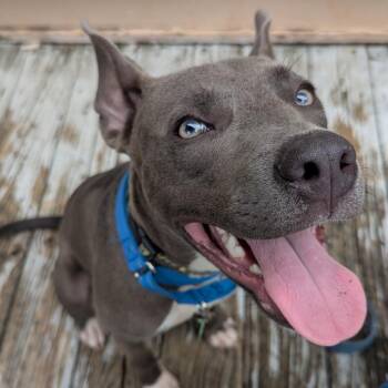 Rain -  Pit Bull Terrier and Mixed Breed Dog for Adoption in New Orleans, Louisiana - Rain | PetCurious