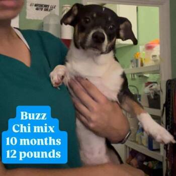 Rescue Chihuahua Dogs for Adoption in Tampa, Florida - Buzz | PetCurious