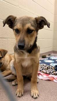 Mixed Breed Dogs Available for Adoption - Loni | PetCurious
