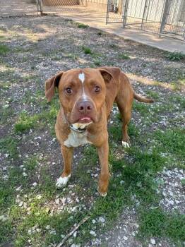 Pit Bull Terrier Dogs Available for Adoption in Mason City, Illinois - Hannibal | PetCurious