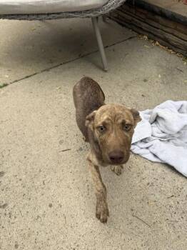 Dustin -  Labrador Retriever Dog for Adoption in Colorado Springs, Colorado - Dustin | PetCurious