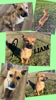 LIAM -  Belgian Shepherd Malinois and German Shepherd Dog Dog for Adoption in Jackson, Tennessee - LIAM | PetCurious