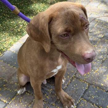 Pecan 8573 -  Mixed Breed Dog for Adoption in Loxahatchee Groves, Florida - Pecan 8573 | PetCurious