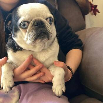 Athena -  Pug and French Bulldog Dog for Adoption in Tonasket, Washington - Athena | PetCurious