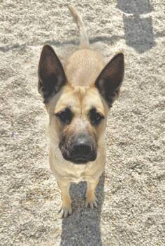 Rescue German Shepherd Dog and Mixed Breed Dogs for Adoption in Gray, Louisiana - Lenore | PetCurious