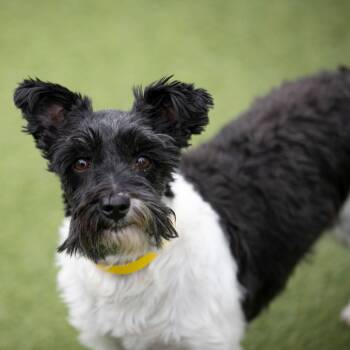 Rescue Schnauzer Dogs for Adoption in Peyton, Colorado - Snookums (JN25-423) | PetCurious