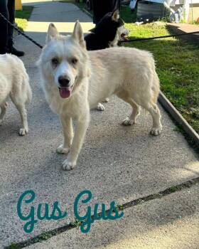 Gus Gus -  Siberian Husky Dog for Adoption in North Haledon, New Jersey - Gus Gus | PetCurious