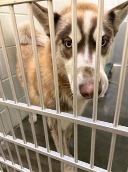 Phoenix -  Siberian Husky and Mixed Breed Dog for Adoption in Columbus, Indiana - Phoenix | PetCurious