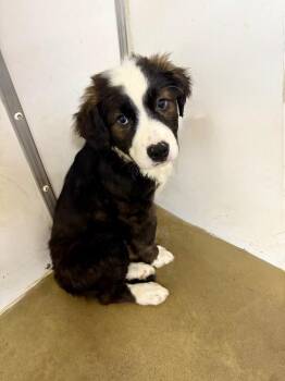 Banjo -  Australian Shepherd and Border Collie Dog for Adoption in Lagrange, Indiana - Banjo | PetCurious