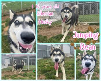 Jumping Bean -  Husky Dog for Adoption in Franklin, Indiana - Jumping Bean | PetCurious