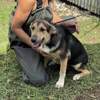 Rescue German Shepherd Dog Dogs for Adoption in Anahuac, Texas - Carson | PetCurious
