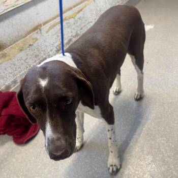 Babe -  German Shorthaired Pointer Dog for Adoption in Fallon, Nevada - Babe | PetCurious