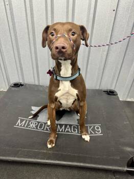 Chocolate Labrador Retriever and American Staffordshire Terrier Dogs Available for Adoption - Vinny | PetCurious