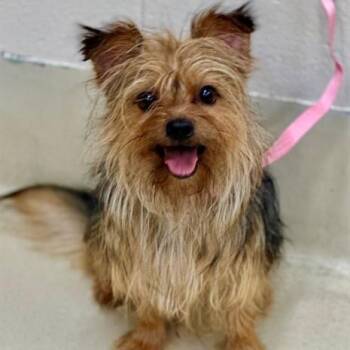 Karter- 52638 -  Yorkshire Terrier Dog for Adoption in Columbia, Maryland - Karter- 52638 | PetCurious