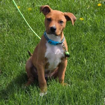 Rhodesian Ridgeback and Pit Bull Terrier Dogs Available for Adoption in Holiday Hills, Illinois - Dexter | PetCurious