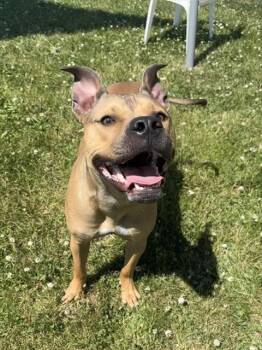 SERANA -  Staffordshire Bull Terrier and Mixed Breed Dog for Adoption in Kalamazoo, Michigan - SERANA | PetCurious