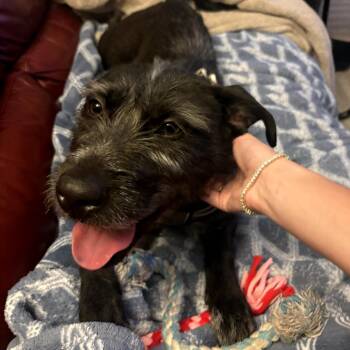 Terrier and Schnauzer Dogs Available for Adoption in Melrose, Florida - Tinkerbell | PetCurious
