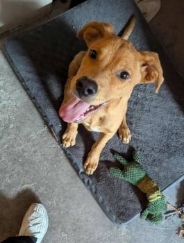 Rescue Golden Retriever and Labrador Retriever Dogs for Adoption in San Diego, California - Jimmy | PetCurious