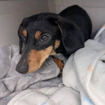 Stray-please call the rescue to claim -  Miniature Dachshund Dog Available for Adoption in Priest River, Idaho - Stray-please Call The Rescue To Claim | PetCurious